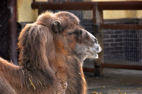 Fotos Gratis Fauna Silvestre Zoo Camello Mamífero Melena