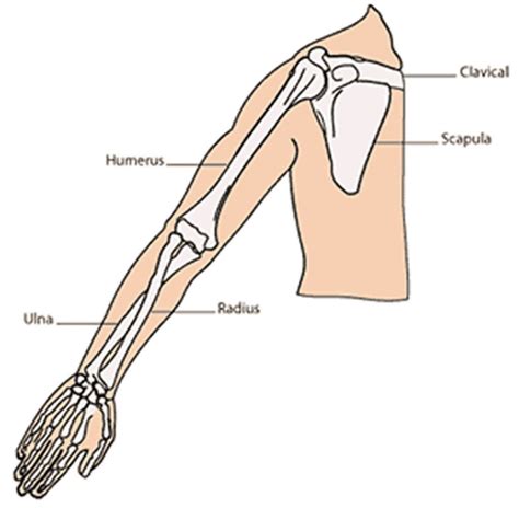 As a nurse, you will need to know the basic about the human skeleton. diagram-upper-extremity-bones-diagram-56664c58175a1.gif ...
