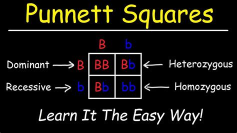 Punnett Squares Basic Introduction YouTube