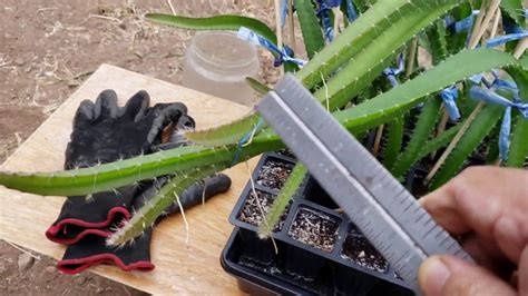 Dragon fruit cuttings dragonfruit cutting dragon fruit plant pitaya plant. Finally after 5 months I am transplanting the dragon fruit ...