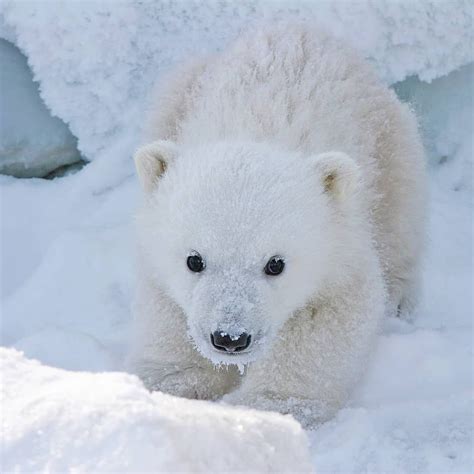 Polar Bears International On Instagram “pregnant Polar Bears Dig Dens