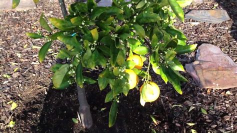 We'll show you how to pick ones that will work well in your front yard and backyard in this helpful video. Backyard Fruit Tree and Citrus Garden Tour in San Diego ...