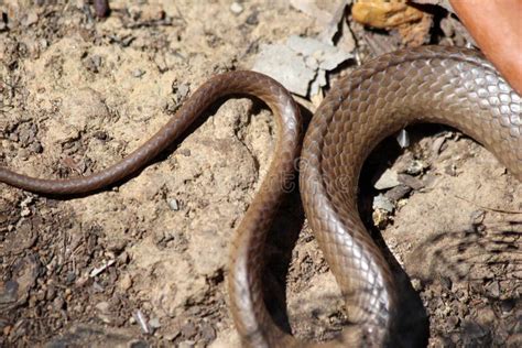 Eastern Brown Snake In My Yard Stock Photo Image Of Snake Engraved