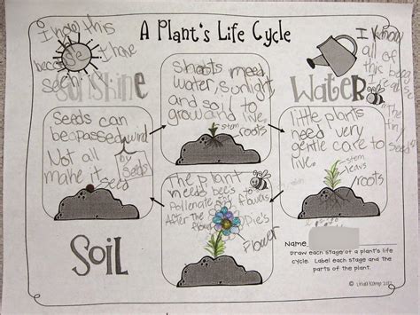 An overview of plant life cycles. It's Plantin' Time! - Around the Kampfire