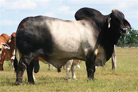 Healthy Live Brahman Cattle And Bulls Productsbelgium Healthy Live
