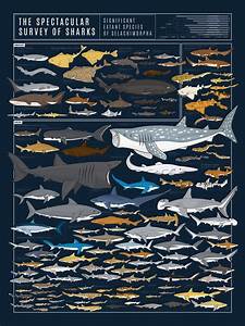 Chart With Almost 130 Species Of Shark Drawn To Scale R Thedepthsbelow