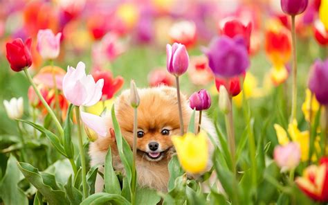 50 Funny Spring Dog Wallpapers Wallpapersafari
