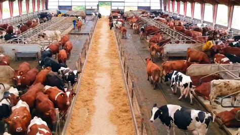 Livestock Farm Animals For Sale Agrox Trading