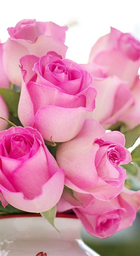 Pink Roses Flowers Romance Romantic Love Valentine Floral Beautiful