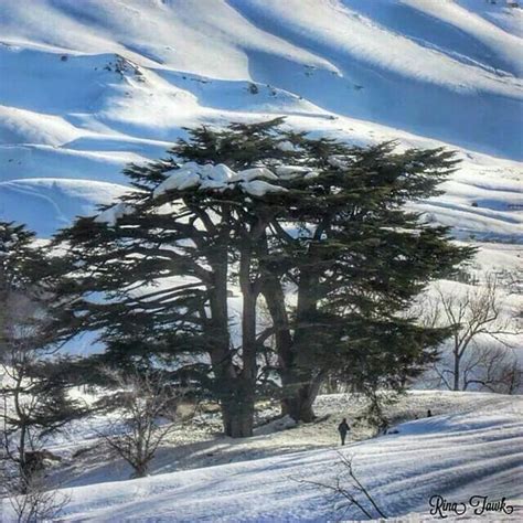 Cedar Tree Lebanon Snow Denue Voconesto