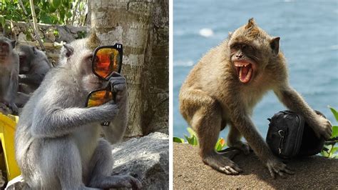 Gambar animasi sedih kartun menangis bergerak animasi lucu galau terbaru via gambarwallhd.blogspot.com. 50+ Animasi Kartun Monyet Lucu | Himpun Kartun