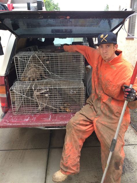 Wildlife And Animal Removal Trapping And Control Services Urban Wildlife