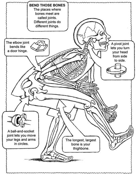 Human Body Systems Coloring Pages - Coloring Home