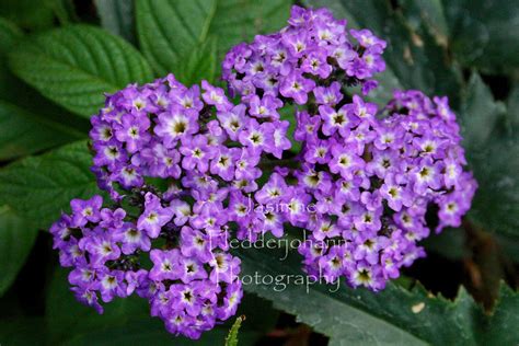 Purple Cluster Of Flowers Cybergypsie Flickr