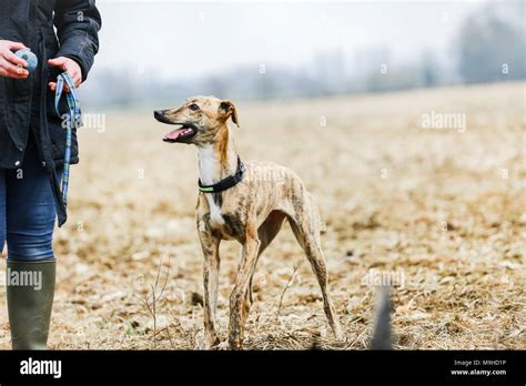 Lurcher Dog Out On A Walk In The Countryside Uk Stock Photo Alamy
