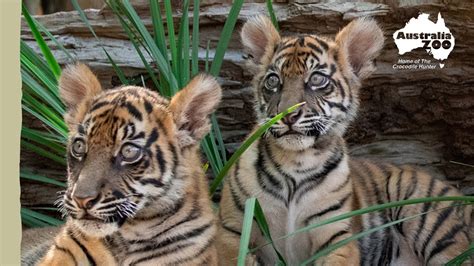 The Importance Of Tiger Breeding Australia Zoo Life Youtube