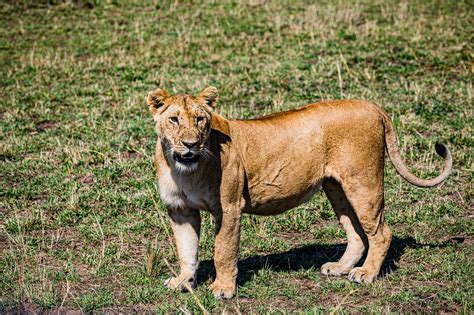 Lioness Animal Mammal Big Free Photo On Pixabay Pixabay