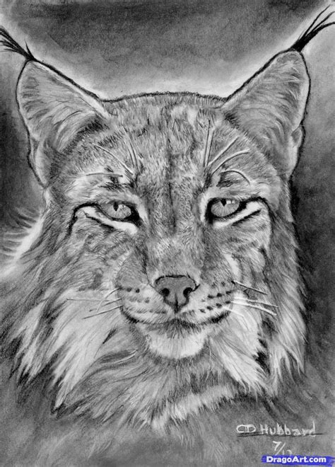 How To Draw A Realistic Lynx By Catlucker Drawings Lynx Animal Drawings