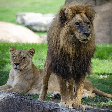 Bioparc Valencia Conmemora El Día Mundial Del León Alertando De Su