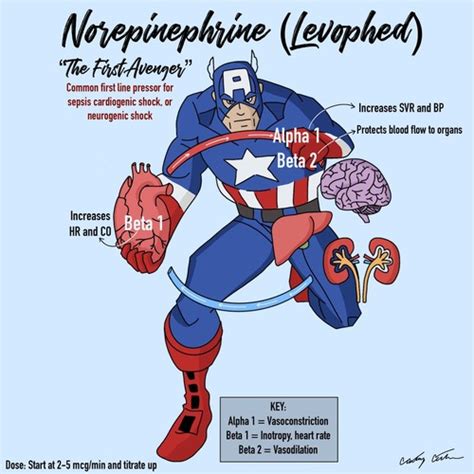 Norepinephrine Levophed Flashcards Quizlet