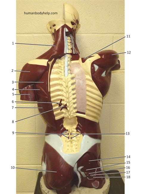 Human Anatomy Torso Model Labeled