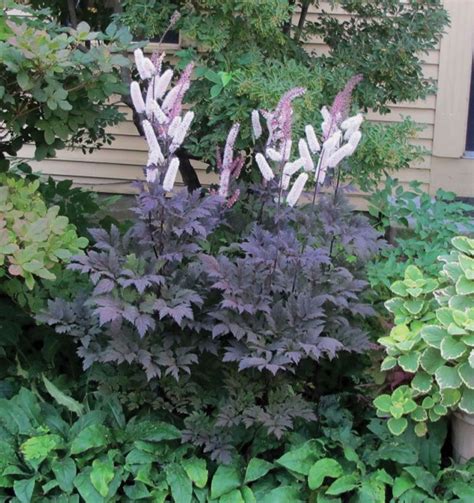 Actaea (cimicifuga) simplex hillside black beauty. Hillside Black Beauty Snakeroot | Knowledgebase | Johnson ...