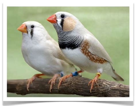 Zebra Finch Chestnut Flanked White With Images Zebra Finch Pet