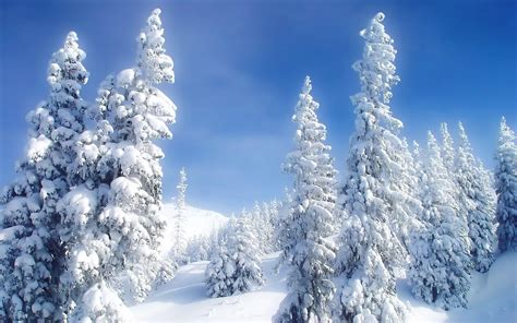 Free live wallpaper for your desktop pc & android phone! Snowy Trees Wallpapers - Wallpaper Cave