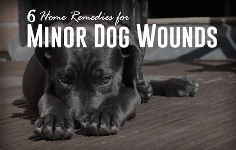 6 Home Remedies For Minor Dog Wounds Fauna Care