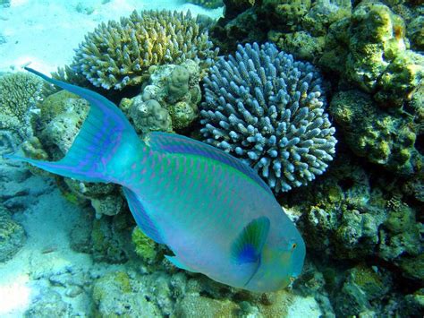 Undersea Maldives Marine Fish Maldives Fish Pet