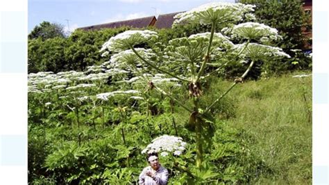 What Is Giant Hogweed And How Do You Spot It Itv News West Country