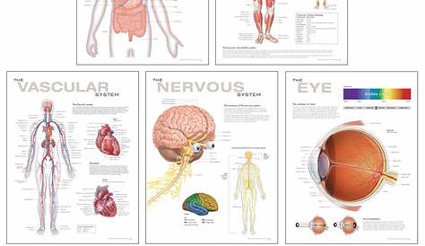 human body systems chart