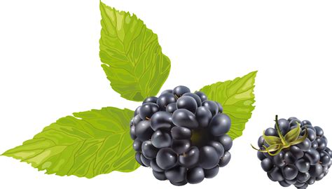 Blackberry Png Images Transparent Background Png Play