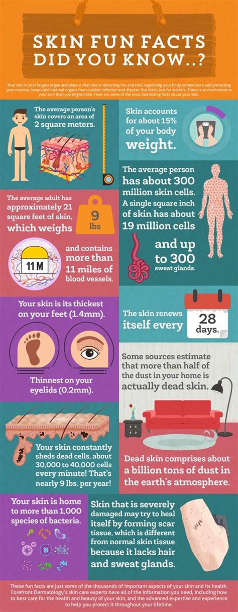 Amazing Fun Facts About Your Skin Forefront Dermatology