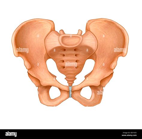 Bassin Anatomy Banque De Photographies Et Dimages à Haute Résolution