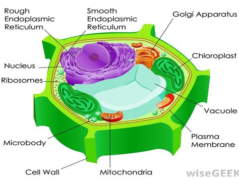 STRUCTURE OF A PLANT CELL - YouTube