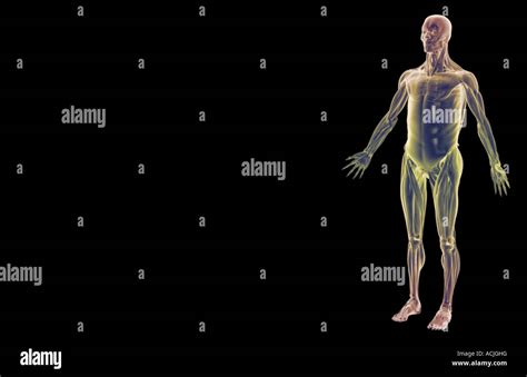 Vista Anterior Del Sistema Muscular Humano Fotografías E Imágenes De