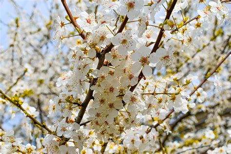 Cherry Blossom Flowers Spring Free Photo On Pixabay Pixabay