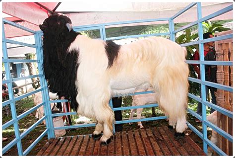 We did not find results for: 5 Foto Kambing Terbesar Di Dunia Untuk Dipotong Kurban | Wallpaper HD Keren