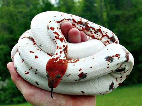 Shadowstree Oh Gosh Look At This Calico Dominican Red Mountain Boa