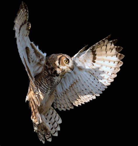 Great Horned Owl In Flight