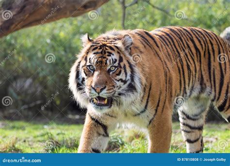 Sumatran Tiger Hunting In Grassland Stock Photo Image Of Hunting