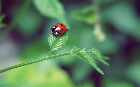 Close Up Photography Of Ladybug On Green Leaf Hd Wallpaper Wallpaper Flare