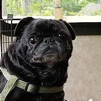 Why buy a pug puppy for sale if you can adopt and save a life? Raymond, Maine - Pug. Meet Max, a for adoption. https ...