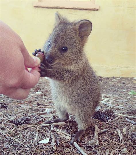 Quokkas Are The Happiest Animals In The World Bored Panda
