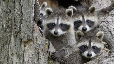 19 Raccoon Facts For Kids To Entertain And Educate Facts For Kids