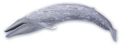 Blue Whale Png Photo Png Mart