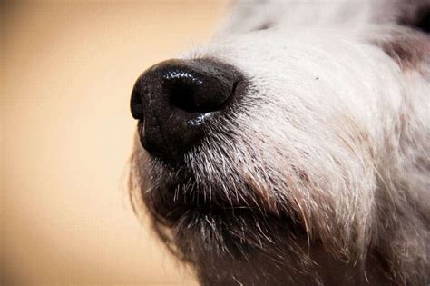 Is Your Dogs Nose Cold And Wet Or Warm And Dry Both Are Normal