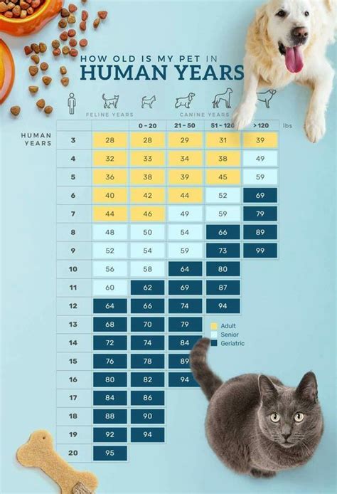 Cats can live for over 20 years, and following that formula, a 20 year old cat would be comparable to a person of 140 years old; How old is my pet in human years | Socializing dogs, Meds ...