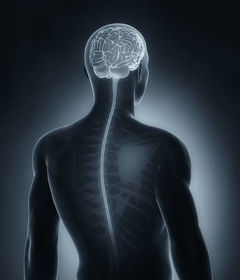 Unlocking The Brains Role In Pain News Center